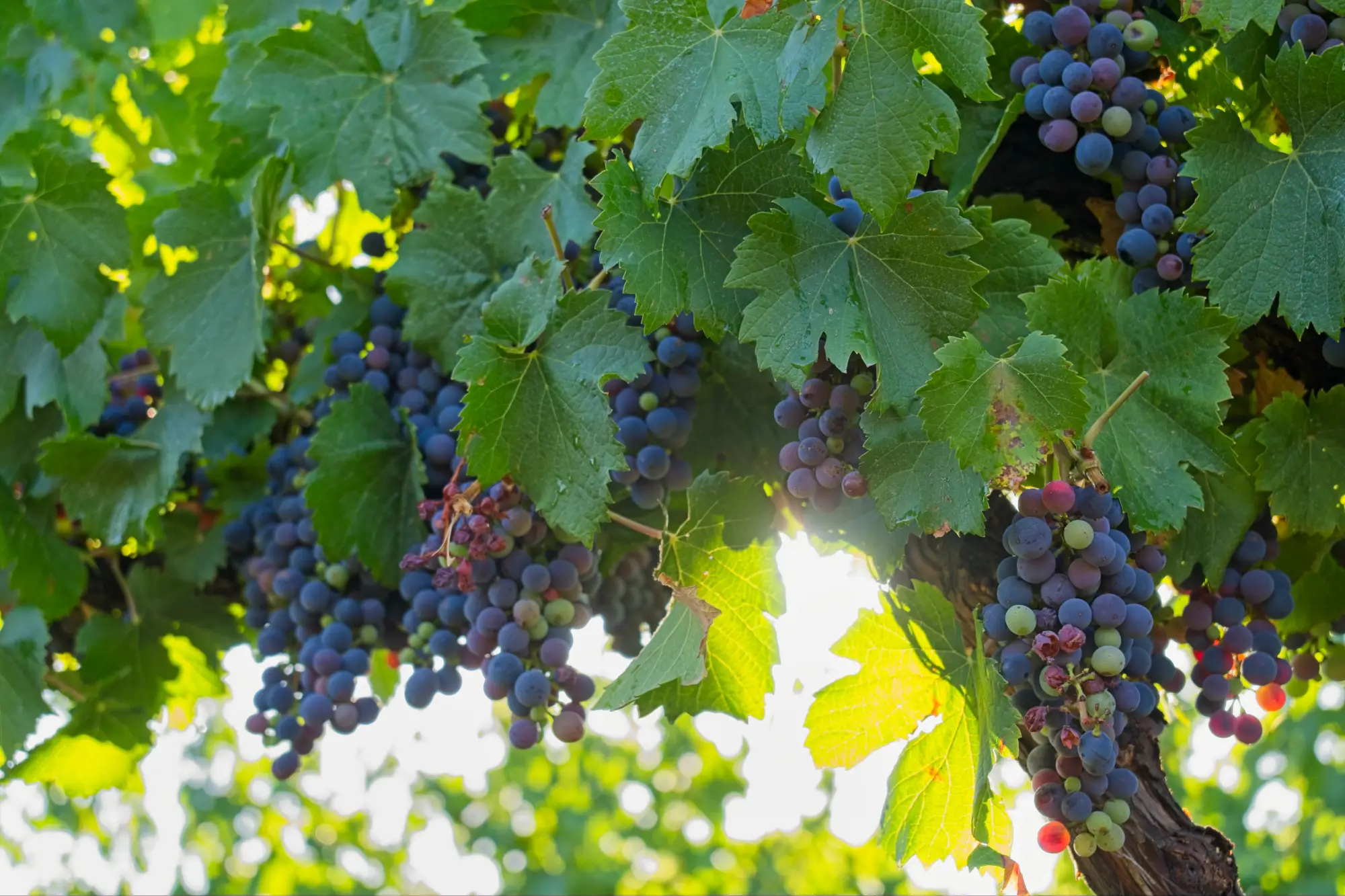 View of the farm and vineyards