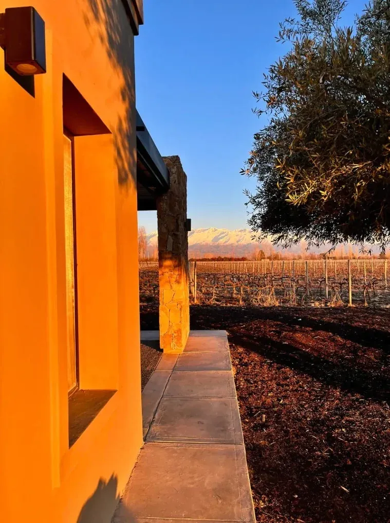 Tiny House vineyard view